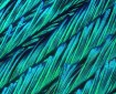 Peacock Feathers under a microscope