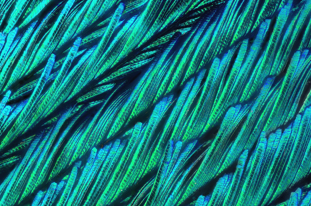 Peacock Feathers under a microscope
