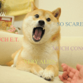 Alien Doge