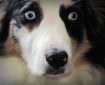 Fiona , the Australian shepherd dog