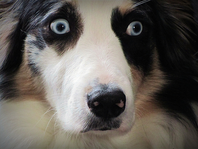 Fiona , the Australian shepherd dog