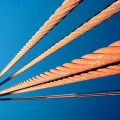 Bridge Cables