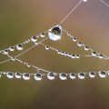 Sunrise in Dew Drops by Matthew Paulson