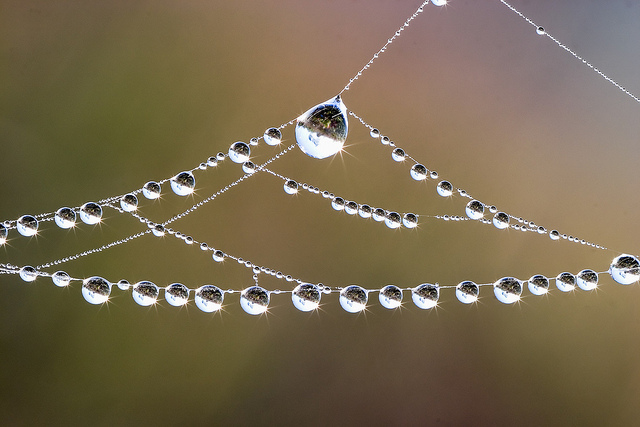 Sunrise in Dew Drops by Matthew Paulson