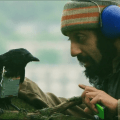 Four lions, one crow