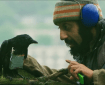 Four lions, one crow