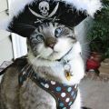 Spangles the Cross Eyed Pirate Kitty