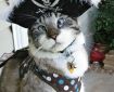 Spangles the Cross Eyed Pirate Kitty