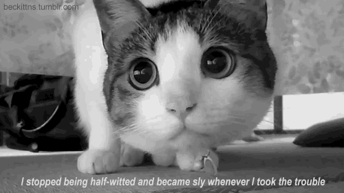 i stopped being half-wittted and became sly whenever i took the trouble