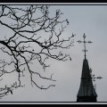 Branching Out by Fr Lawrence Lew, O.P.