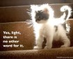 kittens of light!