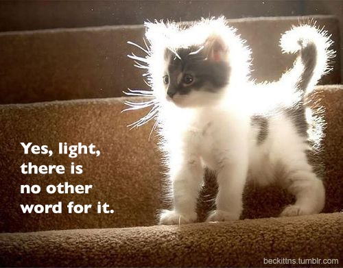 kittens of light!