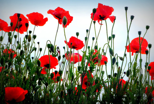 Roadside Poppies by Pamela Kelly
