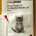 murder kitten