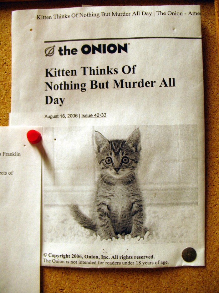 murder kitten