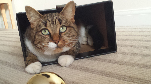 Cat in a box. Metaphor in a poem.