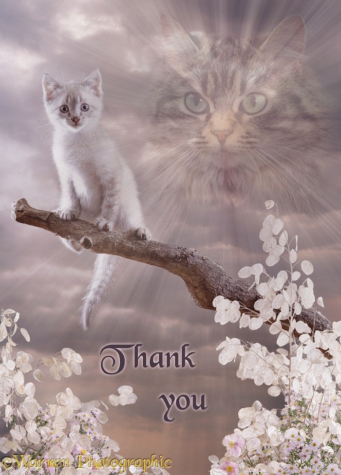 Thank you, kittens!