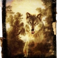 Spirit of the Wolf by Alice Popkorn on Flickr