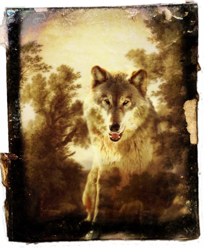 Spirit of the Wolf by Alice Popkorn on Flickr