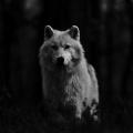 White Wolf via @Minerva_Wild on Twitter for #SaveSweWolves