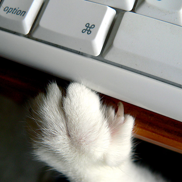 Cat Access by Matt Niemi on Flickr