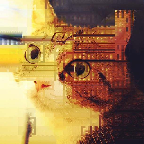 Glitch Cat by Torley on Flickr