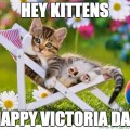 Victoria Day Kitten
