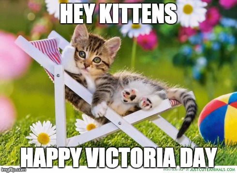 Victoria Day Kitten
