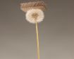 DARPA dandelion shows off ultra light materials created by Dr Julia Greer