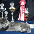 Champ Kitteh via PetClassifieds.us