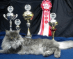 Champ Kitteh via PetClassifieds.us
