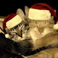 Christmas Cats by tuija2005 on Flickr