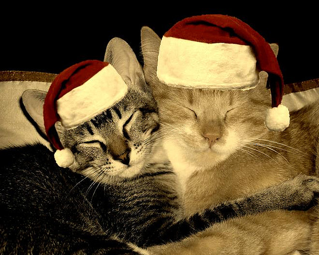 Christmas Cats by tuija2005 on Flickr