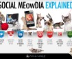 Kittens explain social media, they explain everything.